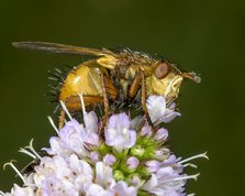 Parasitic fly Tachina fera